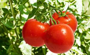 中美科学家找到番茄冷藏口感打折原因：低温致基因被“冻僵”