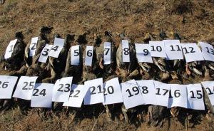 内蒙古官方回应天鹅死亡事件：发现候鸟死体259只，将严查