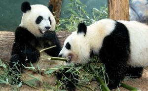 视频｜首对出生美国大熊猫今回国，旅美大熊猫减至13只
