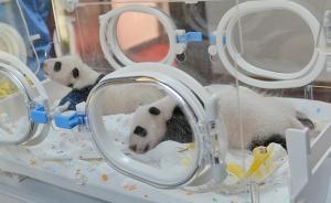 又有两只大熊猫宝宝在上海出生，这对龙凤胎今天满月亮相了