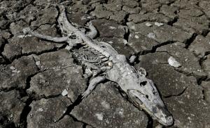 直击｜巴拉圭遭遇严重干旱，河床上的鳄鱼成秃鹫盘中餐