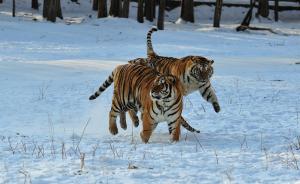 国家发改委：拟建东北虎豹国家公园的文件已会签，正在报批