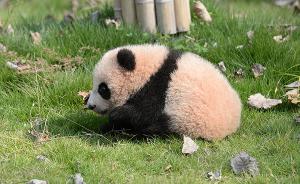 首只在沪出生大熊猫“花生”第一次出门活动，刚学会走路