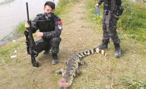 浙江两名特警潜伏3天，70多米外一枪狙杀“越狱”鳄鱼
