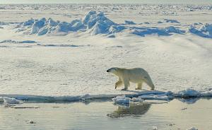 北极海底传出神秘“叮当”声吓跑动物，加拿大军方正调查