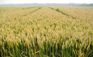 英国申请新型转基因小麦，产量有望提高20%