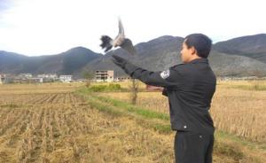 云南鹤庆森林公安查获非法猎捕野生鸟类案，30只鸟被放生