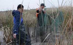 上海金山打击非法捕鸟：深藏于水塘芦苇中的巨网、窝棚被捣毁