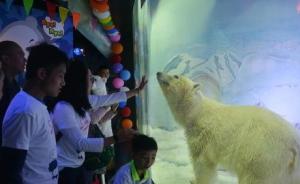 “最悲伤北极熊”暂别广州，正佳广场：送走它并非因舆论压力