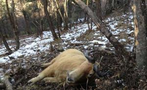 秦岭一头国家一级保护动物羚牛被勒死，周边还有不少捕猎装置