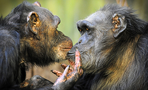 早安，全世界都在看↑“猿分”天注定：捷克黑猩猩相爱32年
