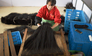 安徽太和马集乡：“黑金”致富，靠卖头发年出口创汇一亿美元