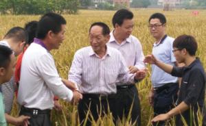 年亩产3075斤！袁隆平华南双季超级稻创亩产量新世界纪录