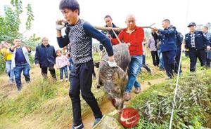 重庆一头野猪窜进小区伤人被击毙，官方：分给困难户和伤者吃