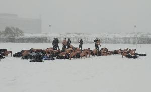 河南警校学员冒雪赤膊训练，网友：这是该校的传统