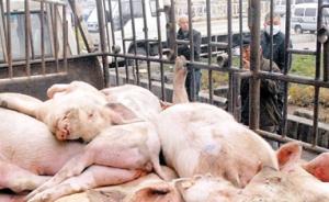 近万斤病死猪被回收再加工，山东五莲5人获刑 