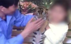 上海野生动物园暂停幼虎合影收费项目，改爱心捐助互动可合影