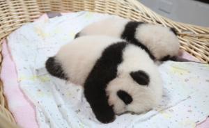 上海首对大熊猫龙凤胎双满月开始征名，即日起轮流与游客见面