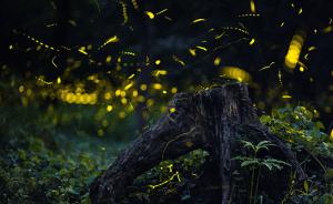 南京一景区拟购买10万只萤火虫放飞，遭抵制后取消