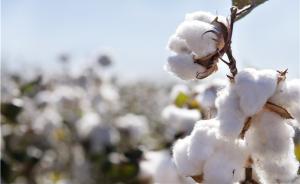 5家企业获转基因棉花种子生产经营许可证，部分有效期为5年