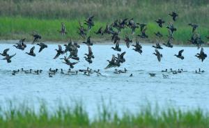 候鸟频频光顾杭州湾湿地鱼塘吃“白食”，养殖户吐槽难获补偿