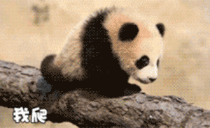 首只在沪出生熊猫“花生”已能健步如飞，勇敢挑战“独木桥”