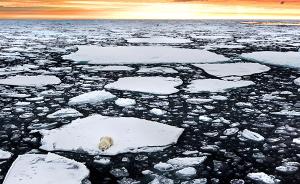 南极北极海冰面积降至新低，北极熊面临10万年一遇自然灾难