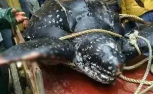 湛江市海洋与渔业局回应屠宰海龟事件：将从严从速查处