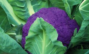 上海崇明黄紫花菜试种成功，2020年将建成20个博士农场