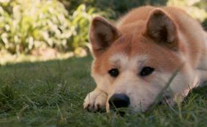 日本对俄“狗狗外交”疑破产，有意再送普京秋田犬遭回绝