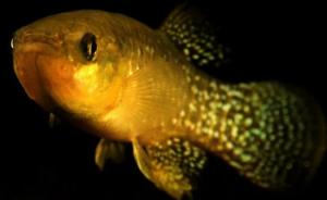 美国东海岸鳉鱼基因突变，对有毒环境耐受性提高8000倍