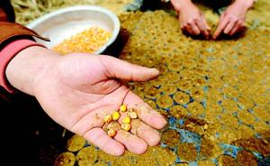 河南邓州官员回应“致玉米大幅减产种子”事件：有人暗箱操作