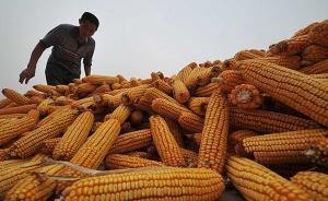 农产品价改“硬仗”集中在玉米和大豆，临储政策将全面退出