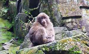 游客峨眉山被导游收取15元“猴子险” ，景区称并无该险种