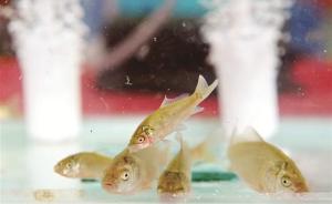 中国转基因鲤鱼被命名为“冠鲤”，研究者称尚无办法进入市场