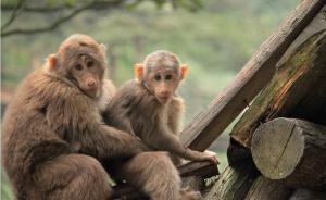 峨眉山市旅游局通报游客被收15元“猴子险”：导游被罚两千