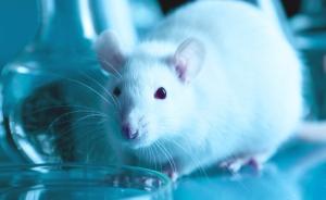 让小鼠“返老还童”的细胞重编程技术，10年后或可临床试验