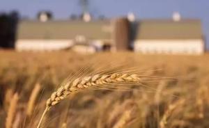 商务部：小麦等关税配额管理符合中国入世承诺和相关世贸规则