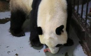 视频｜汶川震后出生的首只大熊猫“奇福”二度当妈，再获两宝