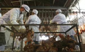苏州市区26日起暂停活禽交易，强化H7N9禽流感监测