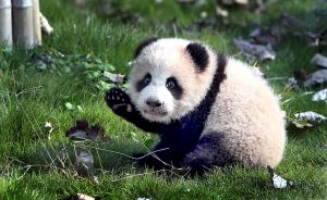 她是第一只在上海出生的大熊猫 