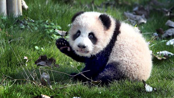 她是第一只在上海出生的大熊猫 