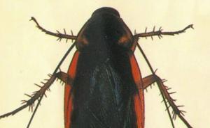 两种“爆款”蟑螂入选外来入侵物种名单：不吃不喝能活一个月