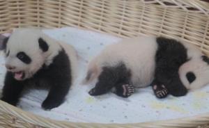 上海首对大熊猫龙凤胎与游客见面