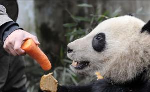 四川野化大熊猫因护仔攻击，致饲养员四肢肌肉严重受伤