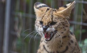 像豹又像猫，非洲薮猫首次在上海动物园亮相