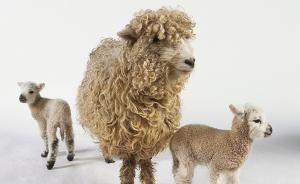 羊毛过敏，谨防交叉感染