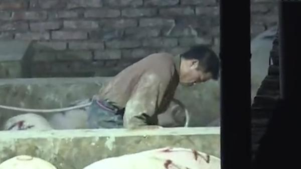 关键帧｜湘潭无良商贩给生猪灌食泥浆，一头猪竟可增重20斤
