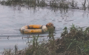 四川少年为救爱犬跳入江中失踪，因爱犬“阻碍”错过获救机会