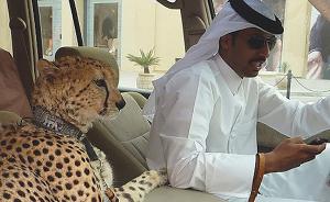 对街头常见的遛狮遛虎遛豹说不，阿联酋立法禁养危险动物